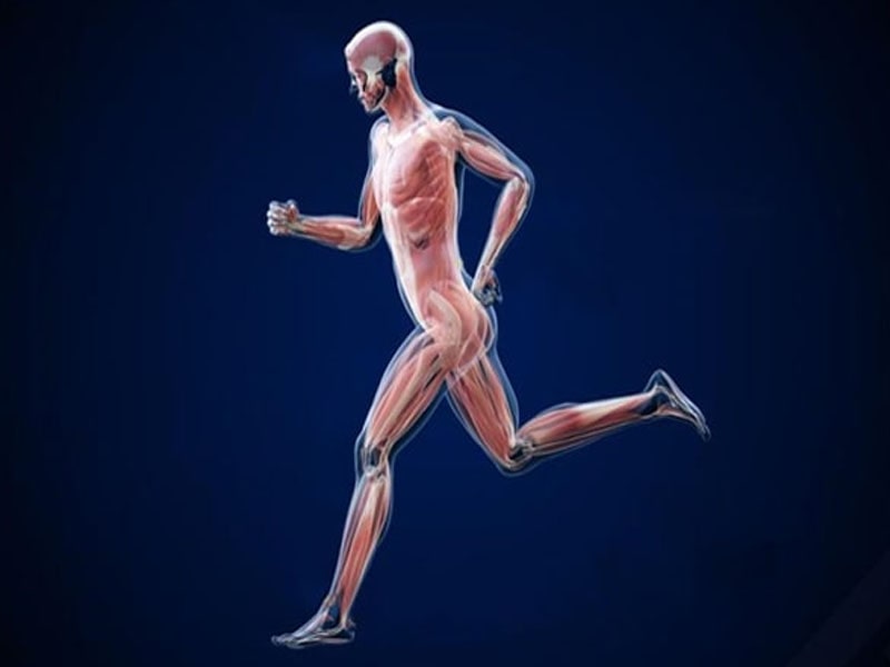 Chạy bộ giúp phát triển cơ bắp rắn chắc